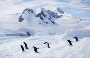 Chinstrap and gentoo penguins, Cierva Cove, Antarctica © Ron Niebrugge