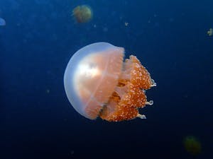 Non-stinging Jellyfish. © Ray Thro