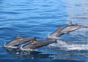 Spinner Dolphins © Ron Leidich