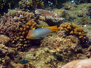 Checkboard Wrasse © Ray Thro