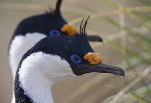 Imperial Cormorants © Cheesemans' Ecology Safaris