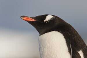 Gentoo Penguin © Cheesemans' Ecology Safaris
