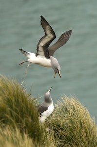 Grey-headed Albatross © Cheesemans' Ecology Safaris
