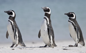 Magellanic Penguins © Cheesemans' Ecology Safaris