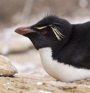 Rockhopper Penguin © Cheesemans' Ecology Safaris