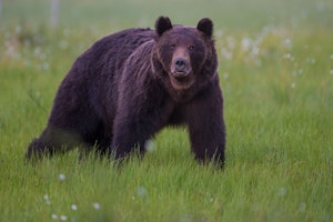 Brown Bear © David Herman