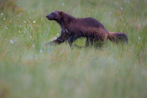 Wolverine © David Herman