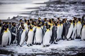 King Penguins© Scott Davis