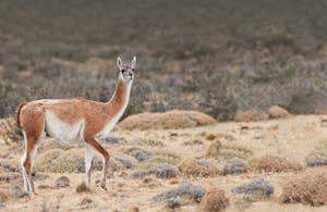 Guanaco © Cheesemans' Ecology Safaris