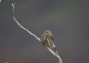 Austral Pygmy-Owl © Cheesemans' Ecology Safaris