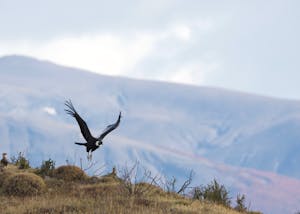 Andean condor © Cheesemans' Ecology Safaris