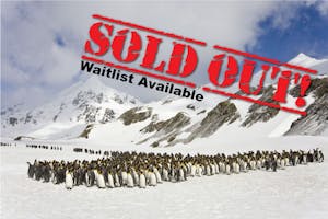 King Penguins, Right Whale Bay, South Georgia Island. © Hugh Rose