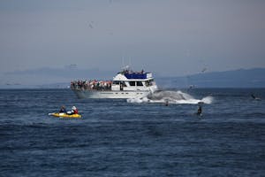 Monterey Bay Whale by Boat