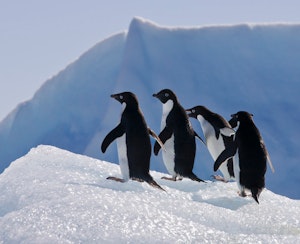 Adelie Penguins © Cheesemans' Ecology Safaris