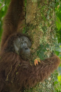 Orangutan © Charlie Ryan