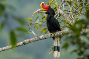 rhinoceros hornbill © Charlie Ryan