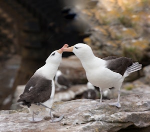 Black-browed albatross pair © Cheesemans' Ecology Safaris