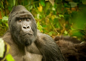 Mountain Gorilla © Scott Davis