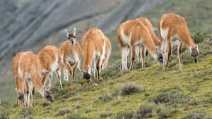 Chile- Guanacos © Jorge Valenzuela
