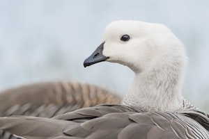 Male Upland Goose © Jorge Valenzuela