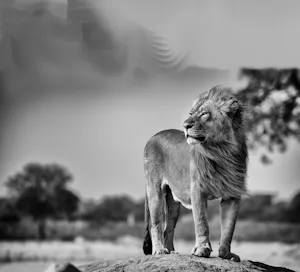 Lion © Scott Davis