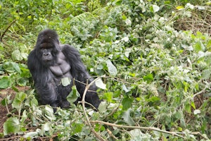 Mountain Gorilla © Debbie Thompson