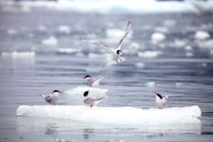 Arctic Terns © Cheesemans' Ecology Safaris