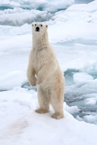 Polar Bear taken with Telephoto Lens © Cheesemans' Ecology Safaris