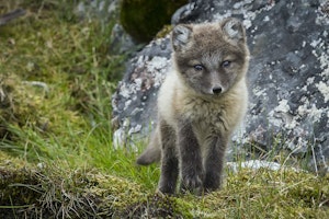 Arctic Fox © Scott Davis