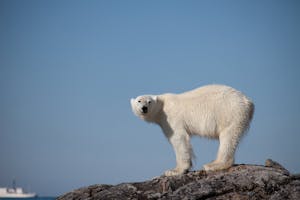 Polar Bear taken with Telephoto Lens © Cheesemans' Ecology Safaris