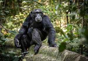 Chimpanzee © Scott Davis