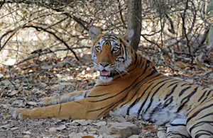 Tiger © Exotic Heritage Group