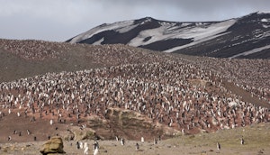 Chinstrap Penguins © Cheesemans' Ecology Safaris