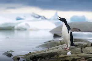 Adelie Penguin © Scott Davis
