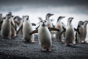 Adelie Penguins © Scott Davis