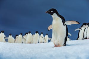 Adelie Penguins © Scott Davis