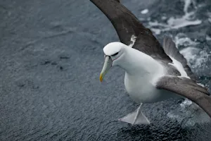 Black Browed Albatross © Cheesemans' Ecology Safaris
