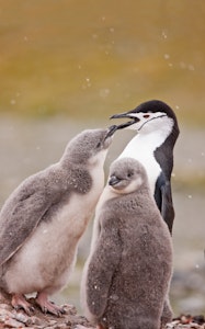 Chinstrap Penguin © Cheesemans' Ecology Safaris