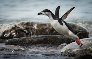 Chinstrap Penguin © Scott Davis