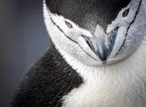 Chinstrap Penguin © Scott Davis