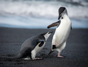Chinstrap Penguin © Scott Davis
