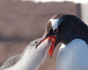 Gentoo Penuins © Cheesemans' Ecology Safaris