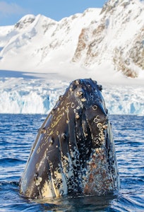 Humpback Whales © Ron Niebrugge