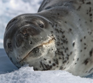 Leopard Seal © Cheesemans' Ecology Safaris