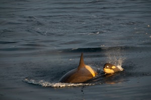 Orcas © Cheesemans' Ecology Safaris