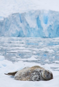Weddell Seal © Ron Niebrugge