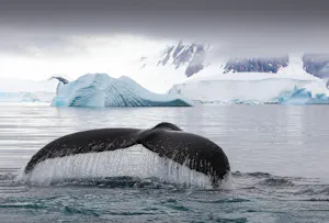 Whale Tale © Scott Davis