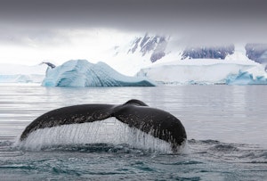 Whale Tale © Scott Davis