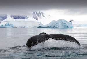 Whale Tail © Scott Davis