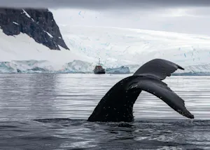 Whale Tale © Scott Davis